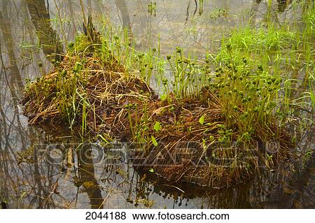 Stock Photo - Spring Flooded Fern Hummocks, Cape Split, Nova Scotia. Fotosearch