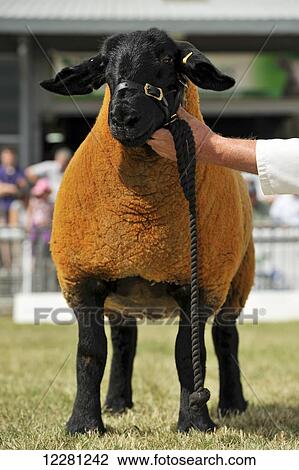 Stock Image - Suffolk sheep being showed at the Royal Welsh Show; Suffolk, England. Fotosearch