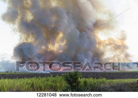 Sugar Cane burning during harvest process; Maui Hawaii, United States of America View Large Photo Image Stock Photo - Sugar Cane burning during harvest process; Maui Hawaii, United States of America. Fotosearch