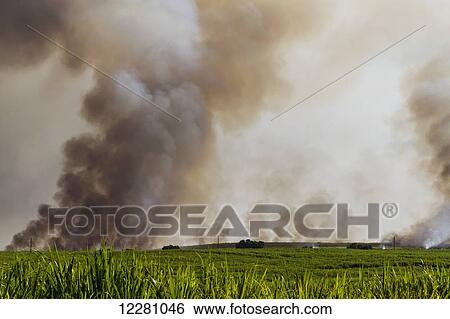 Stock Photograph - Sugar Cane burning during harvest process; Maui Hawaii, United States of America. Fotosearch