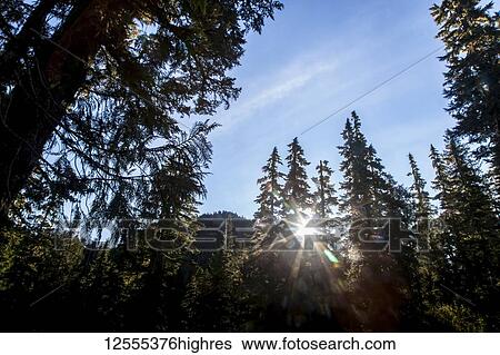 Sun poking through trees, High Divide Trail, Olympic National Park; Washington, United States of America View Large Photo Image Stock Photograph - Sun poking through trees, High Divide Trail, Olympic National Park; Washington, United States of America. Fotosearch