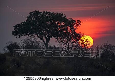 Stock Photograph - Sun sets behind a tree in Ruaha National Park; Tanzania. Fotosearch