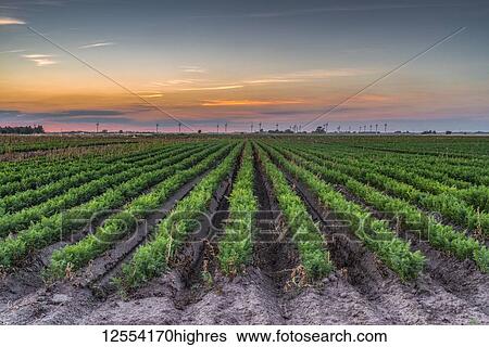 Sunset over cultivated fields in the Cambridgeshire Fens; Christchurch, Cambridgeshire, England View Large Photo Image Stock Photograph - Sunset over cultivated fields in the Cambridgeshire Fens; Christchurch, Cambridgeshire, England. Fotosearch