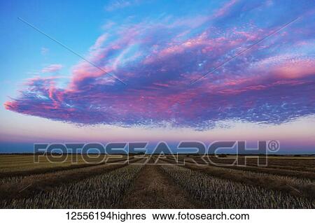 Swathed canola field at sunset with glowing pink clouds; Legal, Alberta, Canada View Large Photo Image Stock Photograph - Swathed canola field at sunset with glowing pink clouds; Legal, Alberta, Canada. Fotosearch