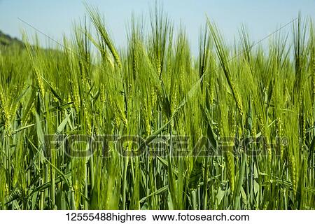 Stock Photograph - Tall green grasses in a field; Meopham, Kent, England. Fotosearch