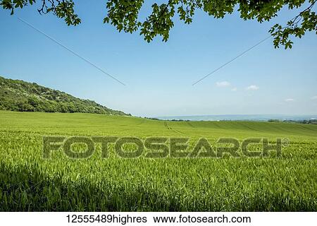 Stock Photograph - Tall green grasses in a field; Meopham, Kent, England. Fotosearch