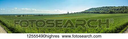 Stock Photograph - Tall green grasses in a field; Meopham, Kent, England. Fotosearch