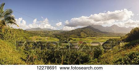 Stock Image - Taro fields; Hanalei, Kauai, Hawaii, United States of America. Fotosearch
