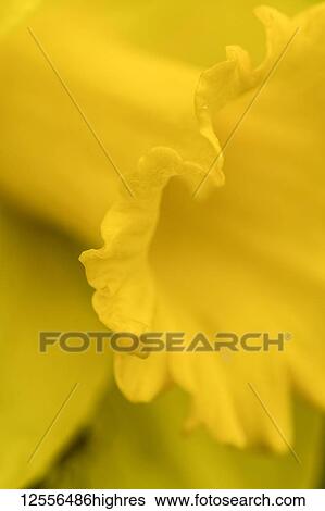 The colour yellow is represented by daffodils; Astoria, Oregon, United States of America View Large Photo Image Stock Photograph - The colour yellow is represented by daffodils; Astoria, Oregon, United States of America. Fotosearch
