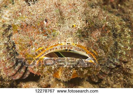 Stock Photo - The devil scorpionfish (Scorpaenopsis diabolus) is an ambush predator relying on excellent camouflage with a captured small wrasse in it's mouth; Hawaii, United States of America. Fotosearch