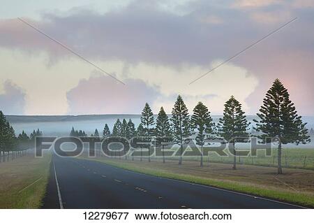 Stock Photo - The foggy tree-lined Manele Road (highway 440) at sunrise; Lanai, Hawaii, United States of America. Fotosearch