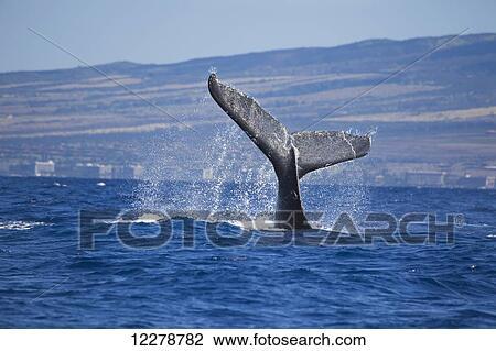 The tail of a humpback whale (Megaptera novaeangliae) off the coast of Kaanapali Beach on the island of Maui; Maui, Hawaii, United States of America View Large Photo Image Stock Image - The tail of a humpback whale (Megaptera novaeangliae) off the coast of Kaanapali Beach on the island of Maui; Maui, Hawaii, United States of America. Fotosearch