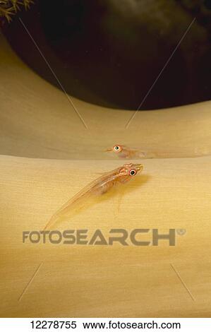 Stock Photography - These two gobies (Bryaninops yongei) are resting on the stalk of mushroom leather coral (Sarcophyton sp. ) off the island of Yap; Yap, Micronesia. Fotosearch