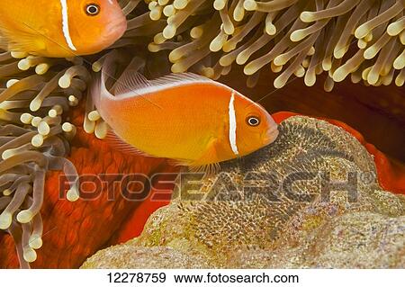 This common anemonefish (Amphiprion perideraion) with the anemone, Heteractis magnifica, as pictured here along with it’s egg mass beside their home; Yap, Micronesia View Large Photo Image Stock Photo - This common anemonefish (Amphiprion perideraion) with the anemone, Heteractis magnifica, as pictured here along with it’s egg mass beside their home; Yap, Micronesia. Fotosearch