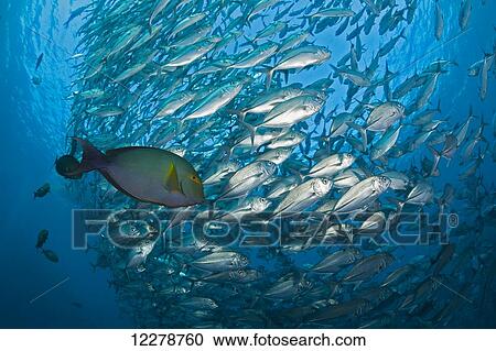 Stock Image - This yellowfin surgeonfish (Acanthurus xanthopterus) follows the schooling bigeye jacks (Caranx sexfasciatus) and feeds on the jack's excrement, at the Liberty Wreck; Tulamben, Bali, Indonesia. Fotosearch