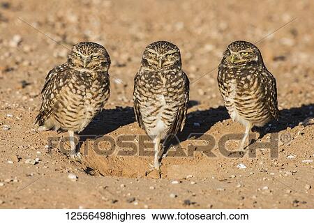 Three Burrowing Owls (Athene cunicularia), each standing on one leg, at entrance to their burrow; Casa Grande, Arizona, United States of America View Large Photo Image Stock Photograph - Three Burrowing Owls (Athene cunicularia), each standing on one leg, at entrance to their burrow; Casa Grande, Arizona, United States of America. Fotosearch