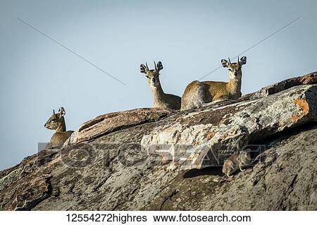Three klipspringer (Oreotragus oreotragus) and rock hyrax (Procavia capensis) on rock, Serengeti National Park; Tanzania View Large Photo Image Stock Photograph - Three klipspringer (Oreotragus oreotragus) and rock hyrax (Procavia capensis) on rock, Serengeti National Park; Tanzania. Fotosearch