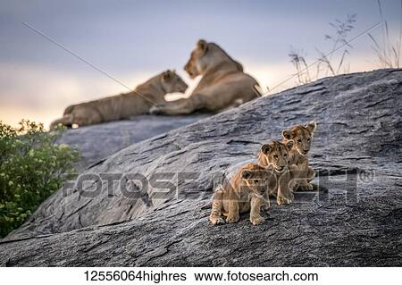 Three lion cubs (Panthera leo) sitting on a rock looking out with two lionesses in the background at dusk, Serengeti; Tanzania View Large Photo Image Stock Photograph - Three lion cubs (Panthera leo) sitting on a rock looking out with two lionesses in the background at dusk, Serengeti; Tanzania. Fotosearch