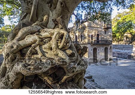 Stock Photograph - Three-storied bathing palace at Fasilides Bath with overgrown tree roots on a tree in the foreground; Gondar, Amhara Region, Ethiopia. Fotosearch