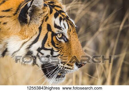 Stock Photograph - Tiger (Panthera tigris) in the wild, Ranthambhore National Park, Northern India; Rajasthan, India. Fotosearch