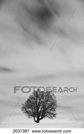 Stock Photo - Timed Exposure Of Maple Tree At Night.. Fotosearch