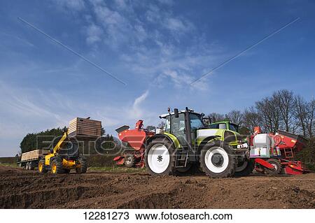 Stock Image - Tipping box of seed potato into a Grimme seed drill using a JCB load-all; Yorkshire, England. Fotosearch