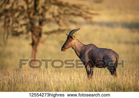 Stock Photograph - Topi (Damaliscus korrigum) standing in long grass by tree, Serengeti National Park; Tanzania. Fotosearch