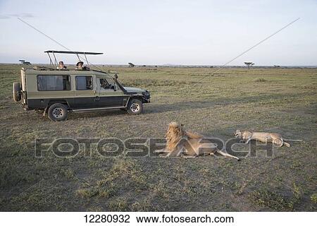 Stock Image - Tourists photograph resting lions from their vehicle on Serengeti Plains; Tanzania. Fotosearch