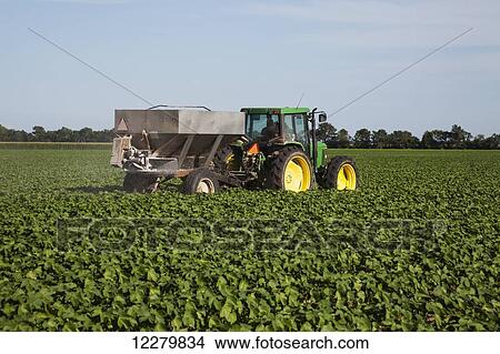 Tractor-pulled bulk fertilizer application broadcasting urea fertilizer (source of nitrogen) on no till cotton in peak of fruit setting stage; England, Arkansas, United States of America View Large Photo Image Picture - Tractor-pulled bulk fertilizer application broadcasting urea fertilizer (source of nitrogen) on no till cotton in peak of fruit setting stage; England, Arkansas, United States of America. Fotosearch