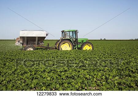 Stock Image - Tractor-pulled bulk fertilizer application broadcasting urea fertilizer (source of nitrogen) on no till cotton in peak of fruit setting stage; England, Arkansas, United States of America. Fotosearch