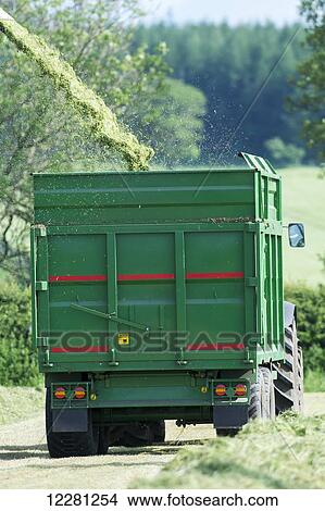 Picture - Trailer being filled with grass from self propelled harvester; United Kingdom. Fotosearch