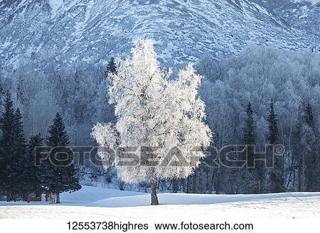 Tree covered in hoar frost in the foreground with a forest and mountain in the background; Alaska, United States of America View Large Photo Image Stock Photograph - Tree covered in hoar frost in the foreground with a forest and mountain in the background; Alaska, United States of America. Fotosearch