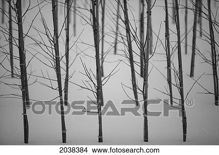 Picture - Tree Farm In Winter. Fotosearch
