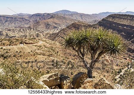 Stock Photograph - Tree in the Ethiopian Escarpment; Afar Region, Ethiopia. Fotosearch