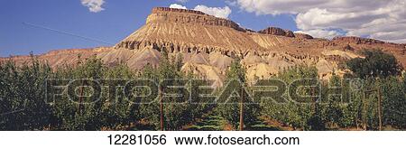 Trellised ripening Gala apple tree orchard in late summer, classic Colorado red mesa and partly cloudy skies in the background; Grand Junction, Colorado, United States of America View Large Photo Image Stock Photograph - Trellised ripening Gala apple tree orchard in late summer, classic Colorado red mesa and partly cloudy skies in the background; Grand Junction, Colorado, United States of America. Fotosearch