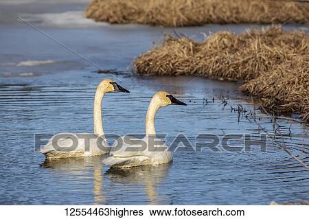 Stock Photograph - Trumpeter Swans (Cygnus buccinator) arrive in Alaska in early spring, our biggest waterfowl. This mated pair is in a pond near Seward where they will soon begin to nest; Alaska, United States of America. Fotosearch