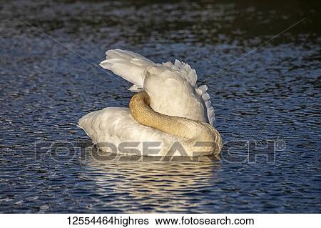 Stock Photograph - Trumpeter Swans (Cygnus buccinator) arrive in Alaska in early spring, our biggest waterfowl. This swan is preening it's feathers in a pond near Seward where they will soon begin to nest; Alaska, United States of America. Fotosearch