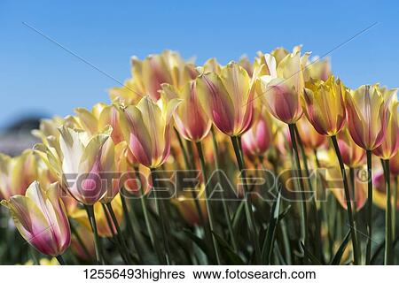 Stock Photograph - Tulips bloom in a tulip farm; Woodburn, Oregon, United States of America. Fotosearch