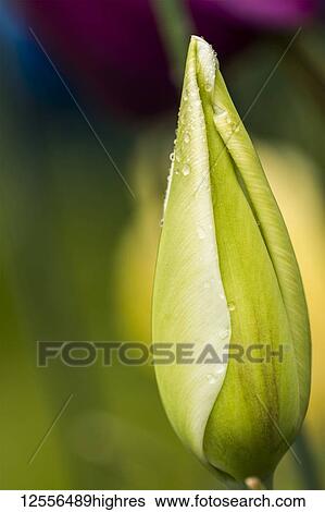 Stock Photograph - Tulips prepare to open in the spring in an Oregon flower bed; Astoria, Oregon, United States of America. Fotosearch