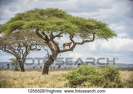 Two adult Lionesses (Panthera leo) peer down from branches of an Acacia tree in Serengeti National Park; Tanzania View Large Photo Image Stock Photograph - Two adult Lionesses (Panthera leo) peer down from branches of an Acacia tree in Serengeti National Park; Tanzania. Fotosearch