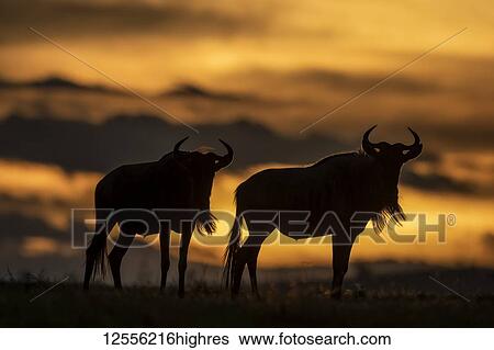 Stock Photograph - Two blue wildebeest (Connochaetes taurinus) stand silhouetted at sunset, Serengeti; Tanzania. Fotosearch