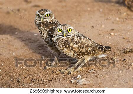 Stock Photograph - Two Burrowing Owls (Athene cunicularia), perched side by side near entrance to their burrow; Casa Grande, Arizona, United States of America. Fotosearch
