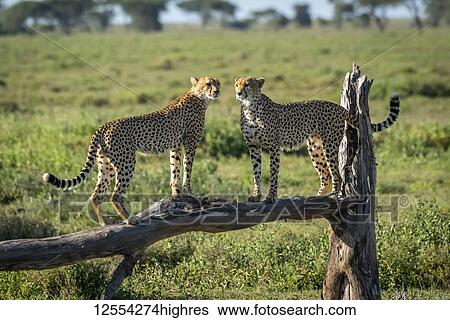 Two cheetah (Acinonyx jubatus) stand face-to-face on dead branch, Serengeti National Park; Tanzania View Large Photo Image Stock Photograph - Two cheetah (Acinonyx jubatus) stand face-to-face on dead branch, Serengeti National Park; Tanzania. Fotosearch