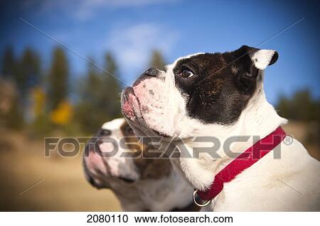 Two English Bulldogs Standing In A Mountain Meadow; Evergreen, Colorado, Usa View Large Photo Image Stock Image - Two English Bulldogs Standing In A Mountain Meadow; Evergreen, Colorado, Usa. Fotosearch