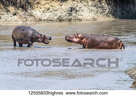 Stock Photograph - Two Hippopotamus (Hippopotamus amphibious) face off aggressively in shallow water in Katavi National Park; Tanzania. Fotosearch