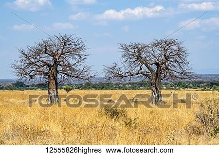 Two leafless Baobab trees (Adansonia digitata) stand in stark contrast to the golden dry grass of Ruaha National Park; Tanzania View Large Photo Image Stock Photograph - Two leafless Baobab trees (Adansonia digitata) stand in stark contrast to the golden dry grass of Ruaha National Park; Tanzania. Fotosearch