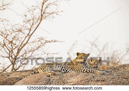 Stock Photograph - Two Leopards (Panthera pardus) lay on a rock looking at the camera, Northern India; Rajasthan, India. Fotosearch