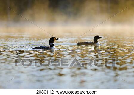 Stock Image - Two Loons At. Fotosearch