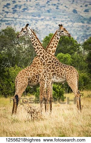 Two Masai giraffe (Giraffa camelopardalis tippelskirchii) crossing necks by trees, Serengeti; Tanzania View Large Photo Image Stock Photograph - Two Masai giraffe (Giraffa camelopardalis tippelskirchii) crossing necks by trees, Serengeti; Tanzania. Fotosearch