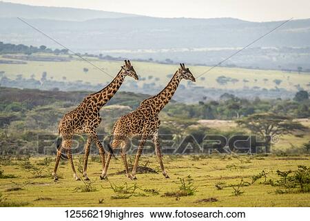 Two Masai giraffe (Giraffa camelopardalis tippelskirchii) walking across grassy plain, Serengeti; Tanzania View Large Photo Image Stock Photograph - Two Masai giraffe (Giraffa camelopardalis tippelskirchii) walking across grassy plain, Serengeti; Tanzania. Fotosearch